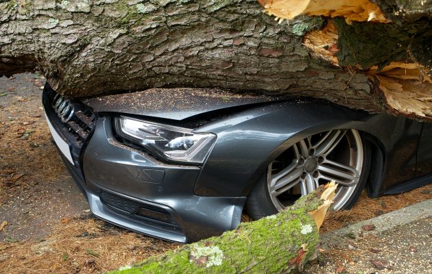 Если на автомобиль упало дерево, вызывайте участкового